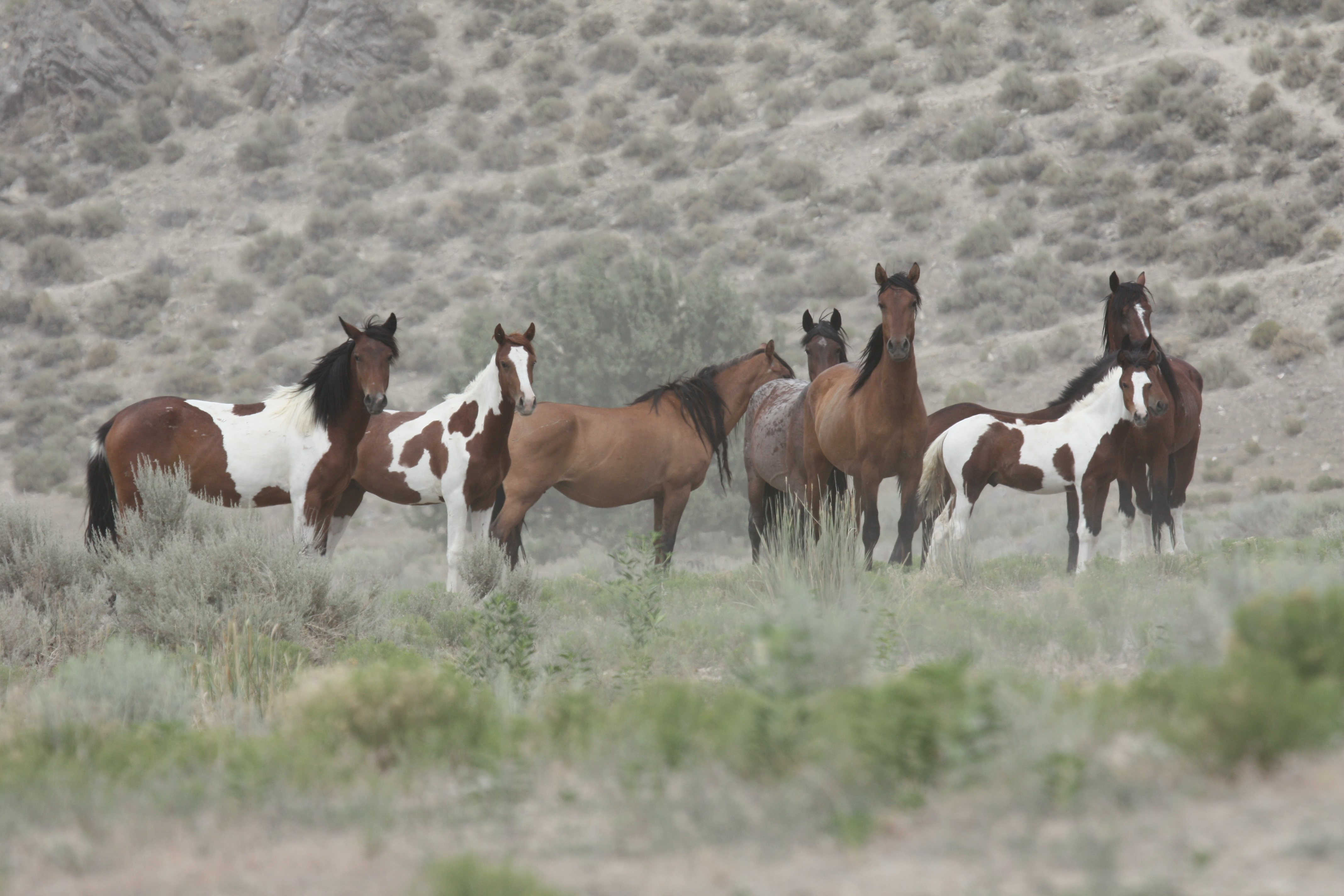 HSUS Sand Wash Basin Herd Management Area