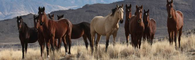 Photo courtesy of the HSUS