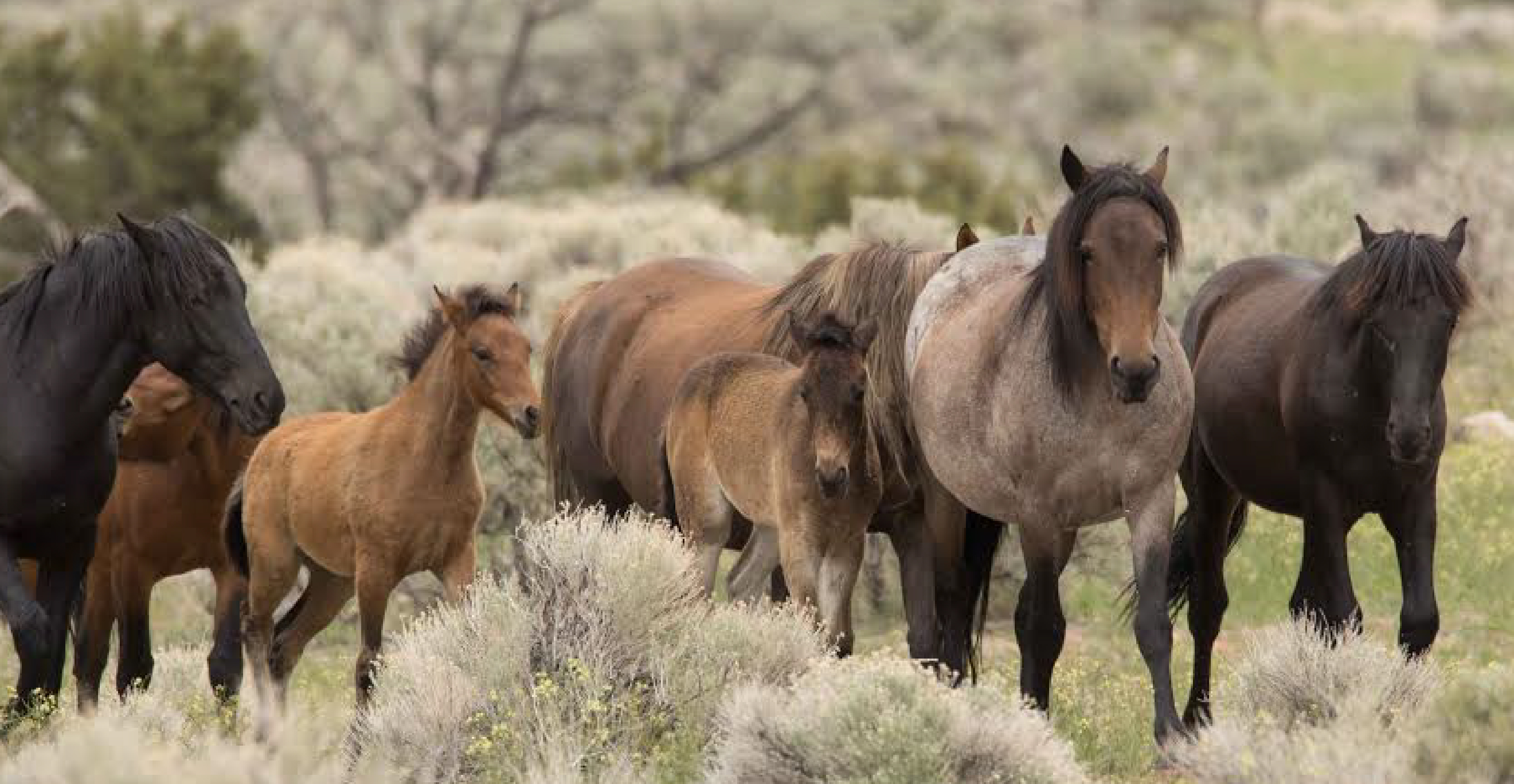 Virginia Range  _ Mary Cioffi
