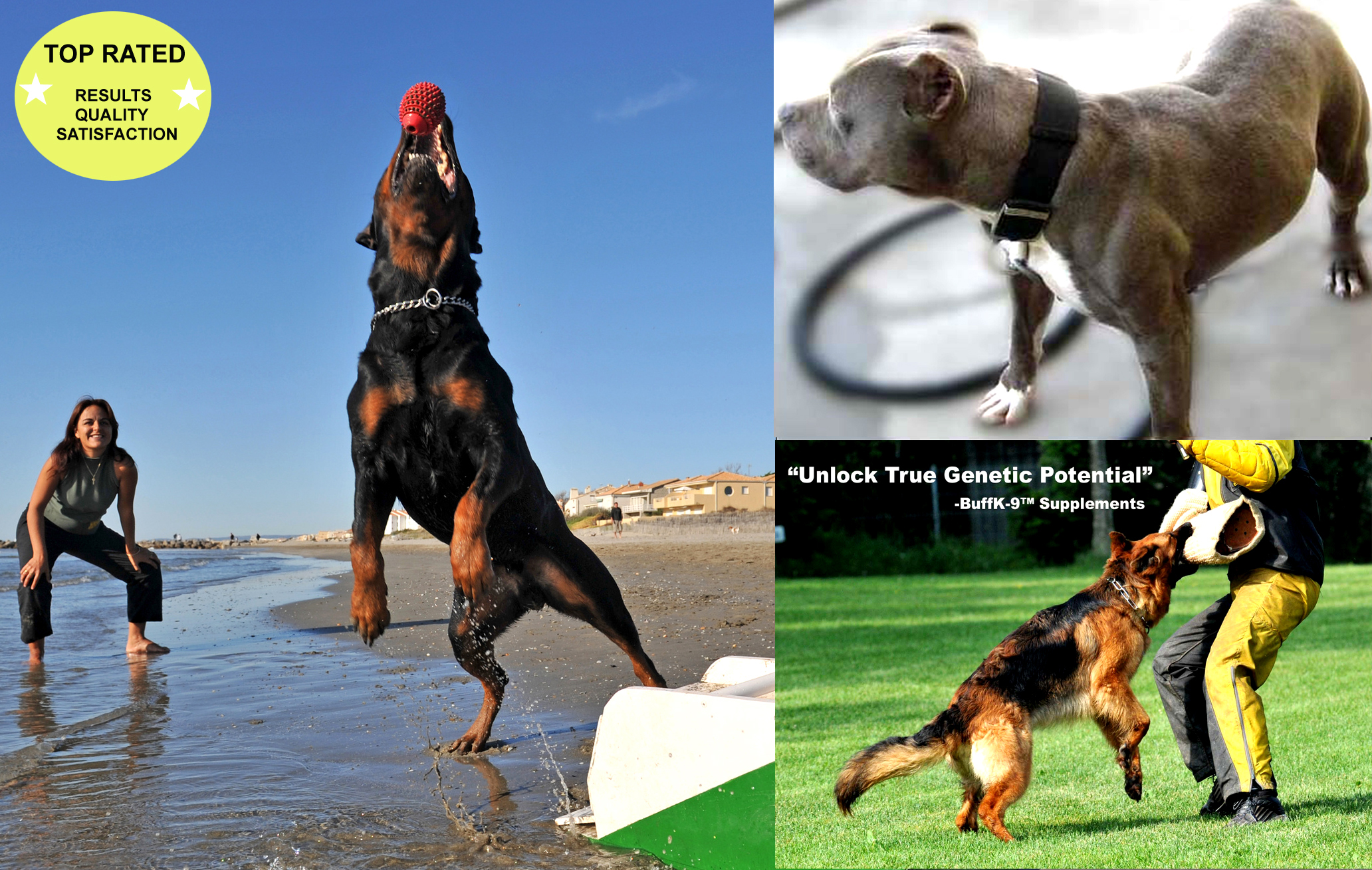 What in the World Are Dog Muscle Supplements?