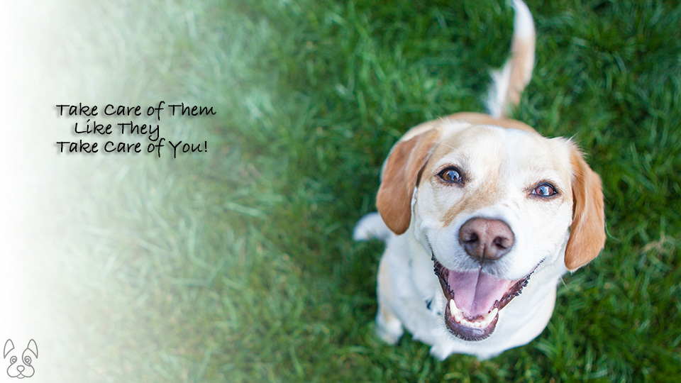 YourSafeHealthyDog.com