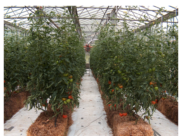 Hydroponics is set to be the next big help in catering: Brad
