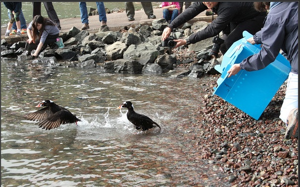 ISF Granted Seabirds