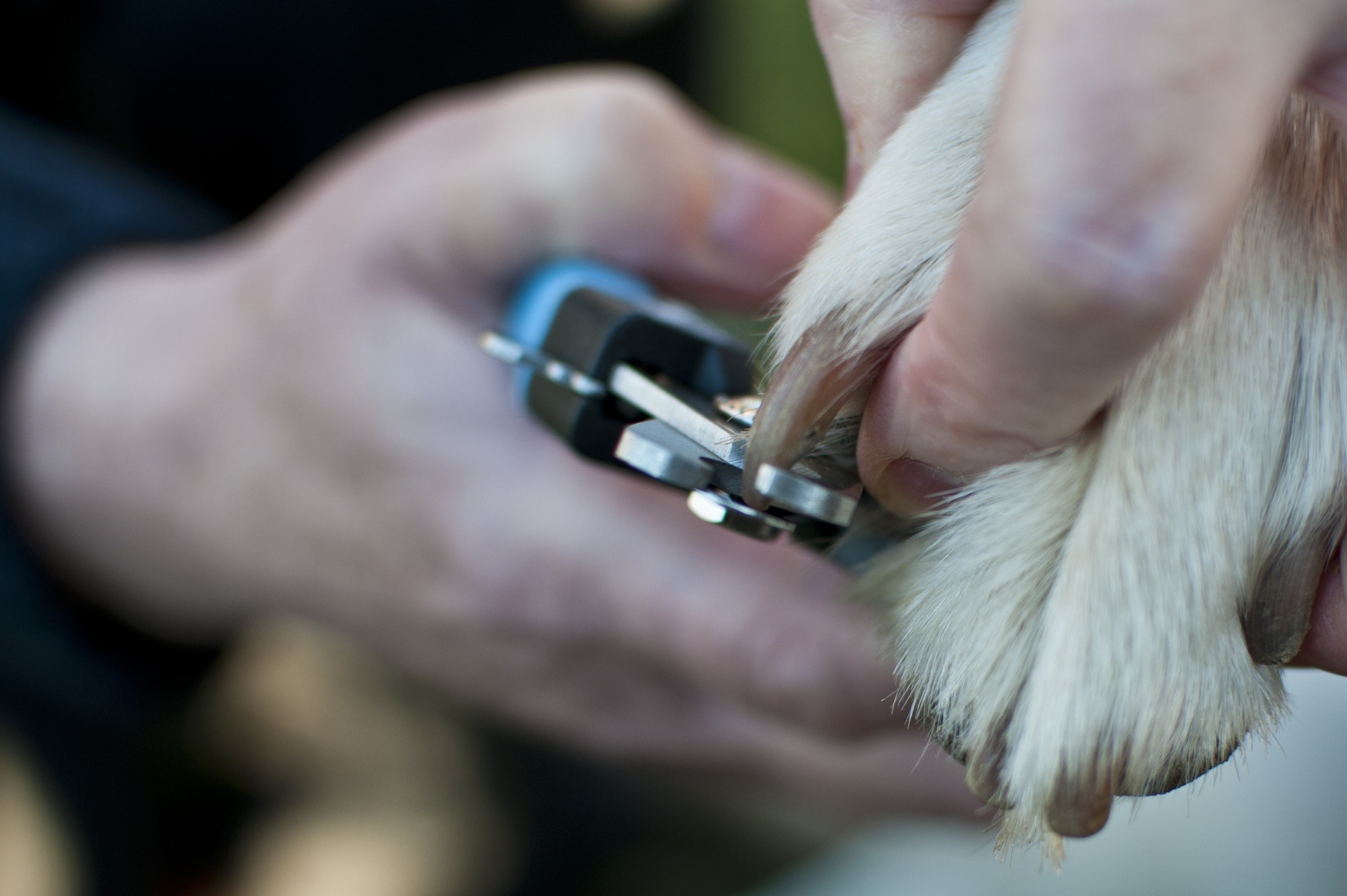 C-2Pets Dog Nail Clippers from Coast Dragonfly Products'