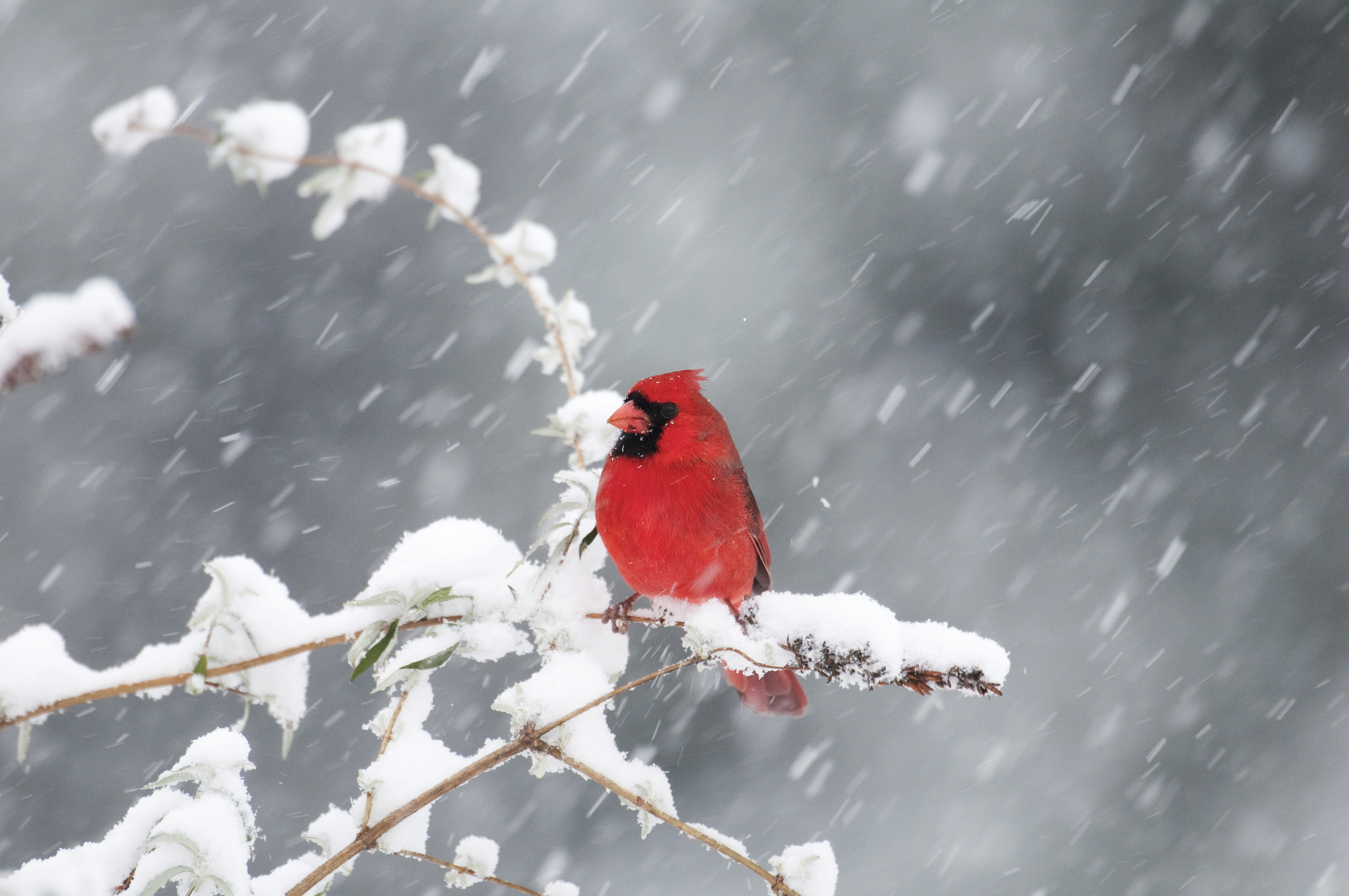 Birds use a lot of energy to stay warm during cold winds