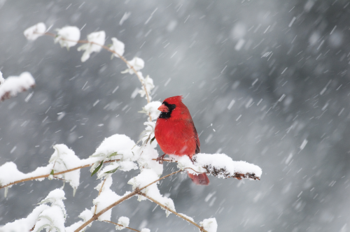 Birds use a lot of energy to stay warm during cold winds'