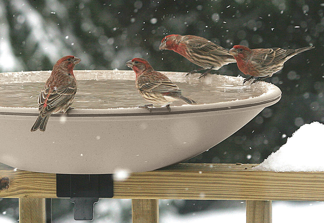 Birds Need Water for Drinking and Preening