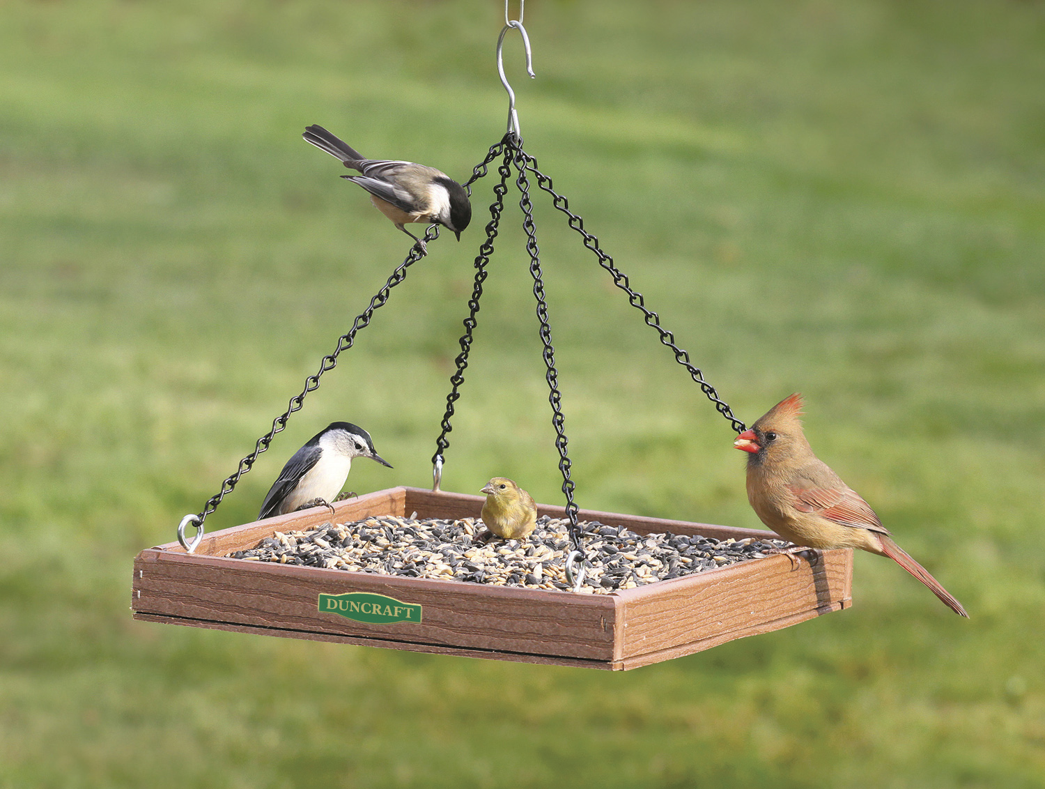 Eco-Strong Platform Feeder'