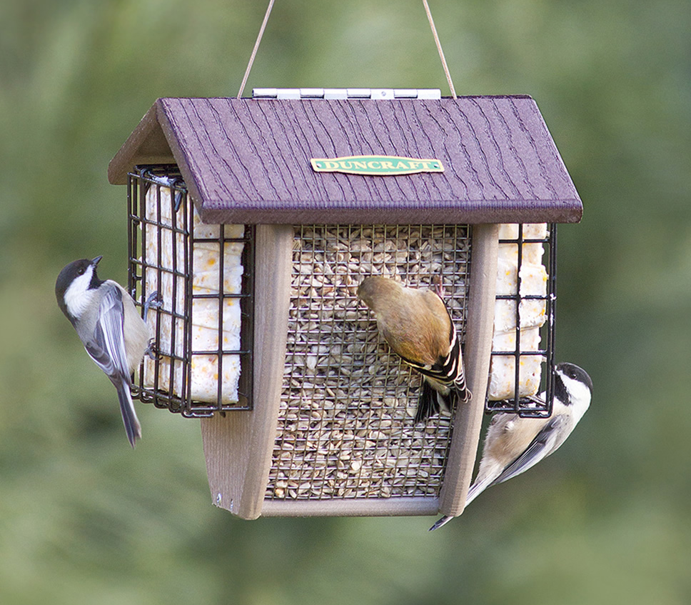 Shield Sunflower Nut & Suet Feeder