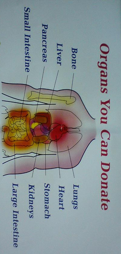 Logo for Liver Transplant Surgery Liver Transplant India Liv'