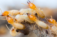 Termite infestation in malaysia