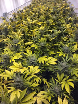 TurnKey Gardens operations in Colorado.'