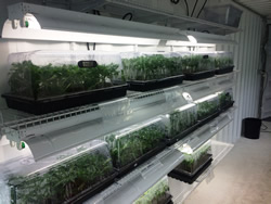 Growers can lease a fully built out grow facility.'