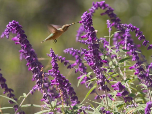hummingbird'