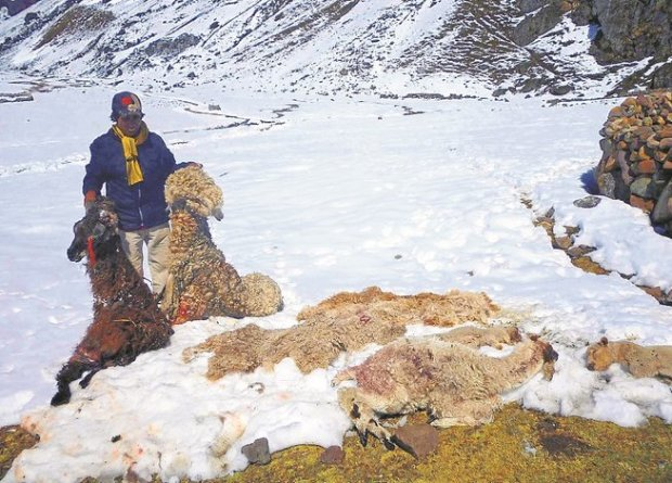 Save Alpacas from dying of cold