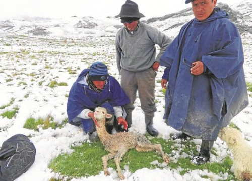 Save Alpacas from dying of cold'