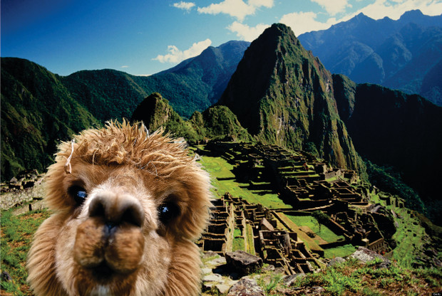 Save Alpacas from dying of cold