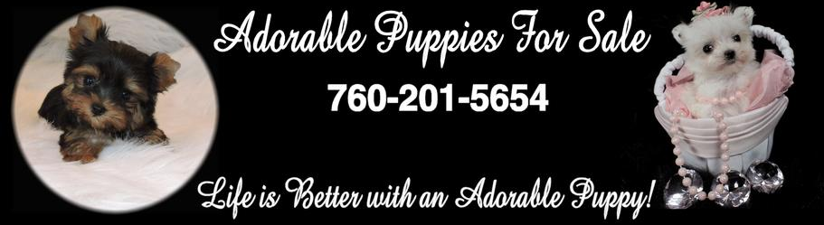Adorable Puppies for Sale