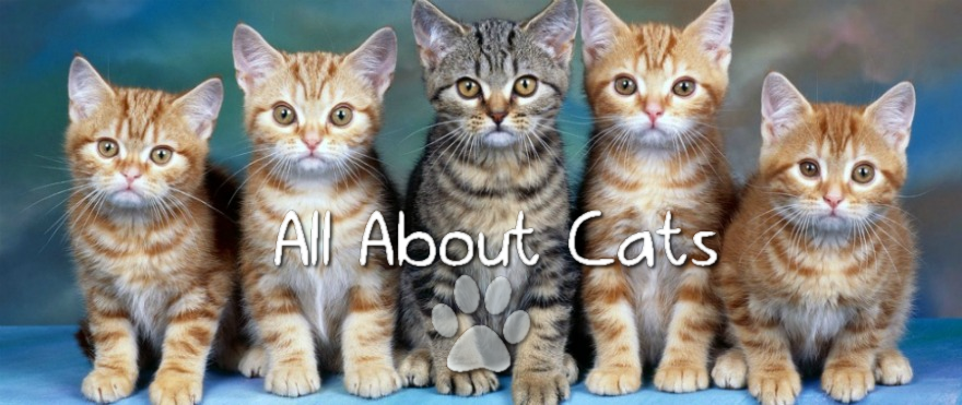 all about cats'
