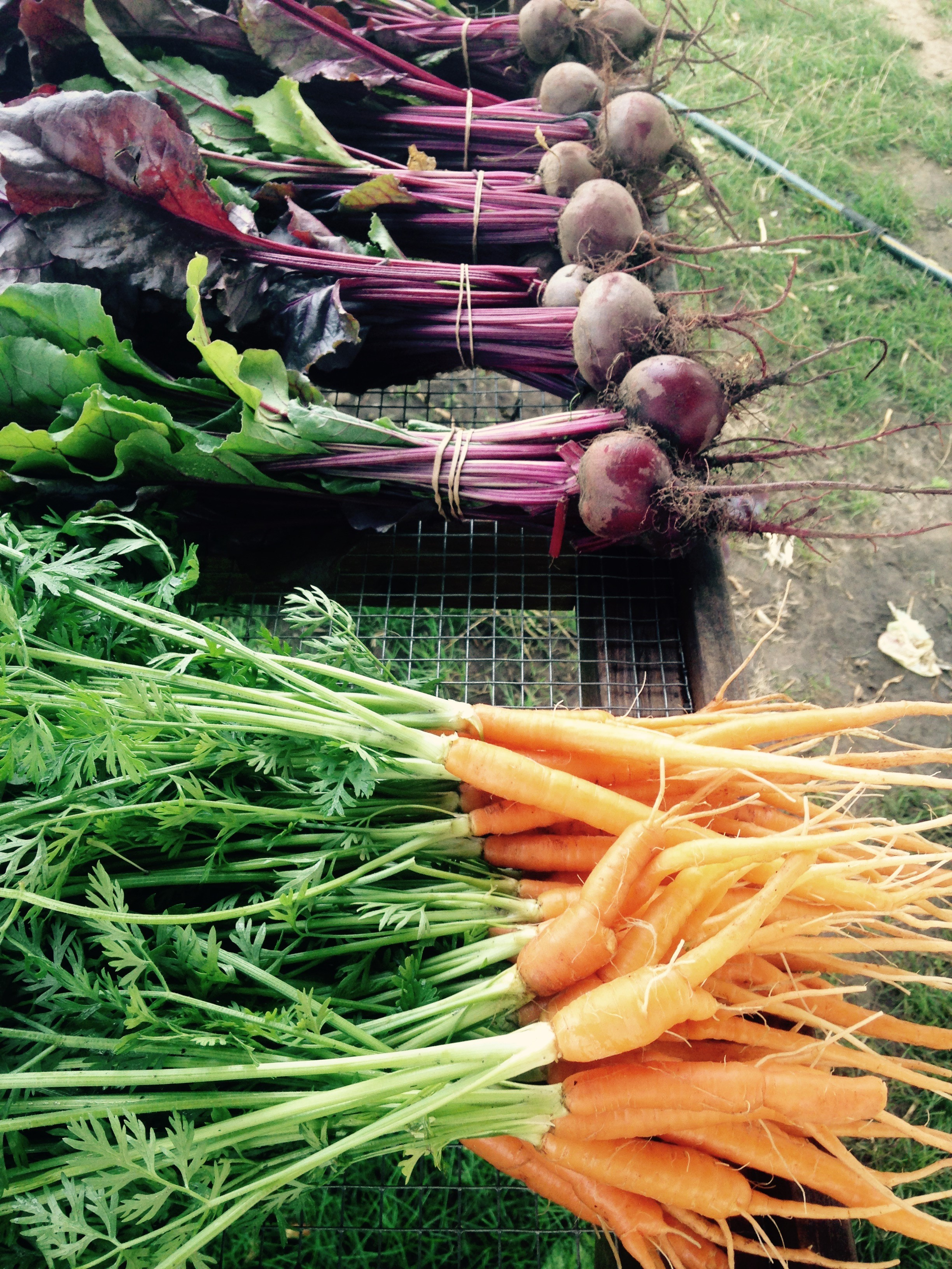 vegetable medley'