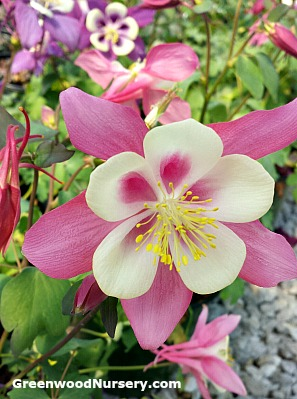 Columbine Wildflower Plant