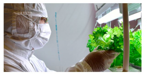 CAN CLOUD GROWN LETTUCE HELP ALLEVIATE POVERTY?'