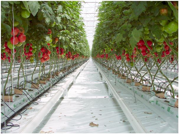 NASA MARSIAN TOMATO INITIATIVE'