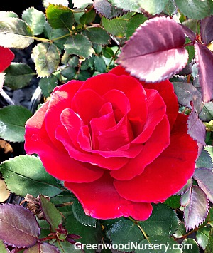 Rose Flower'