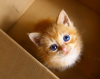 Adorable kitten'