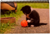 kitten with ball'