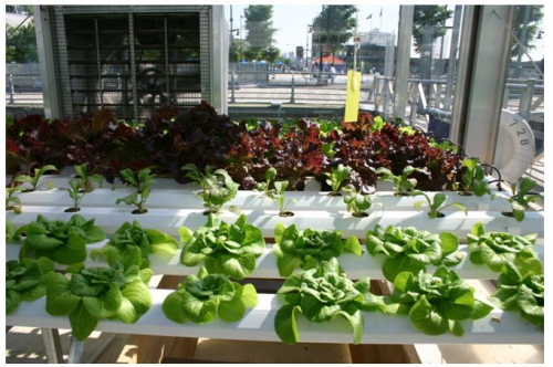 UK IKEA ROLL OUT HYDROPONICS SYSTEM'