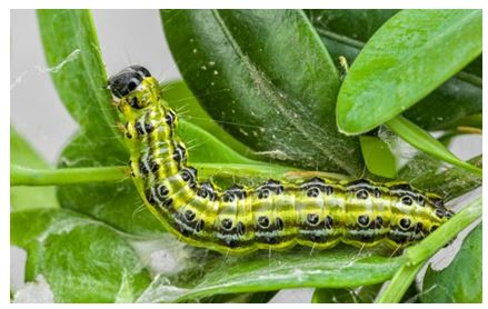 UK garden pest poll draws attention to invasive hedge-eating