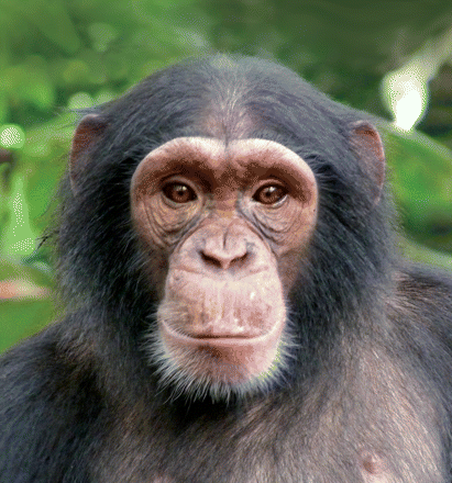Nigeria-Cameroon Chimpanzee