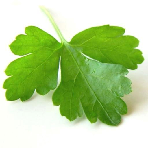 Company Logo For Coriander Group'