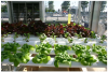 IKEA IN THE UK SOON TO ROLL OUT HYDROPONICS SYSTEM: GROWN UP'