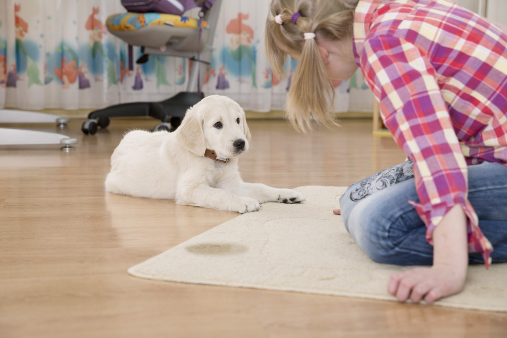 Quality Carpet Cleaning Los Angeles, CA