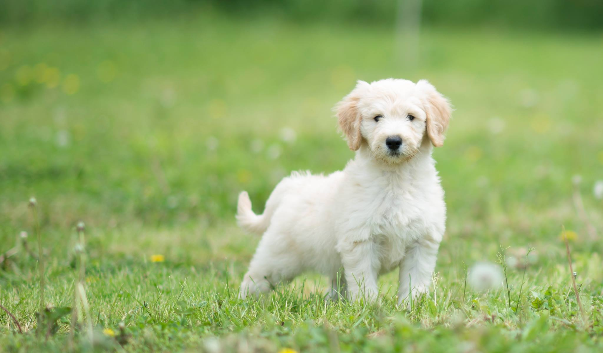 Goldendoodle