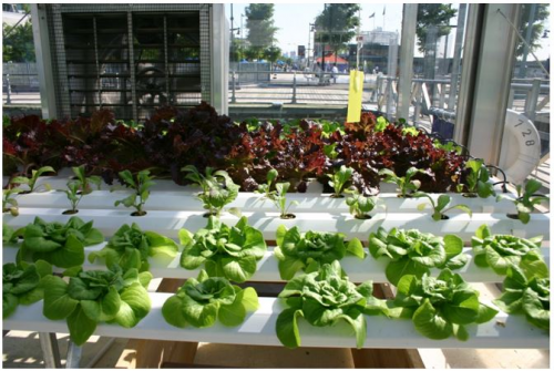 GROWN UP HYDROPONICS OPEN DAY FOR NATIONAL VEGETABLE SOCIETY'