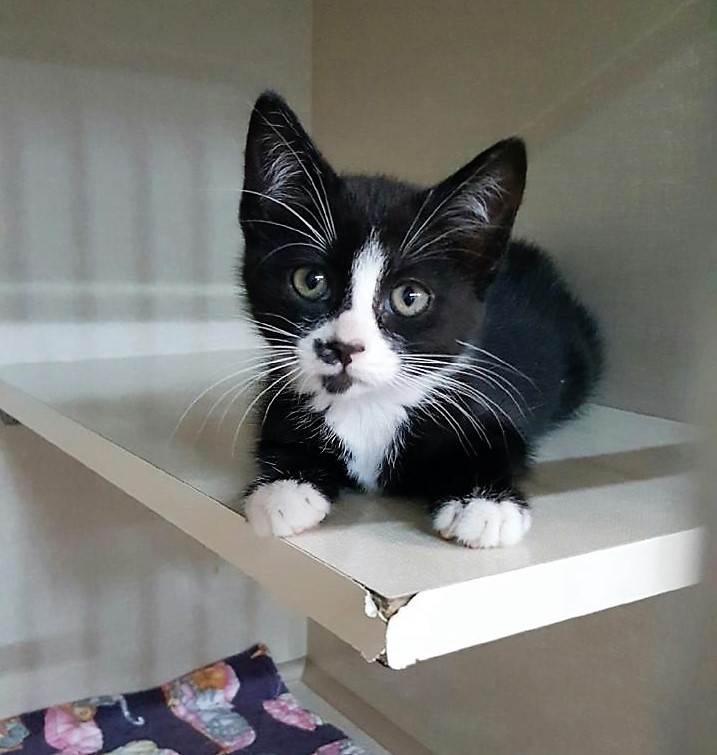 WildBlueMissouri Kitten1'