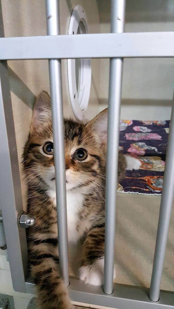 WildBlueMissouriKitten2'