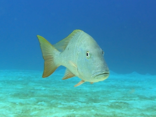 Mutton Snapper