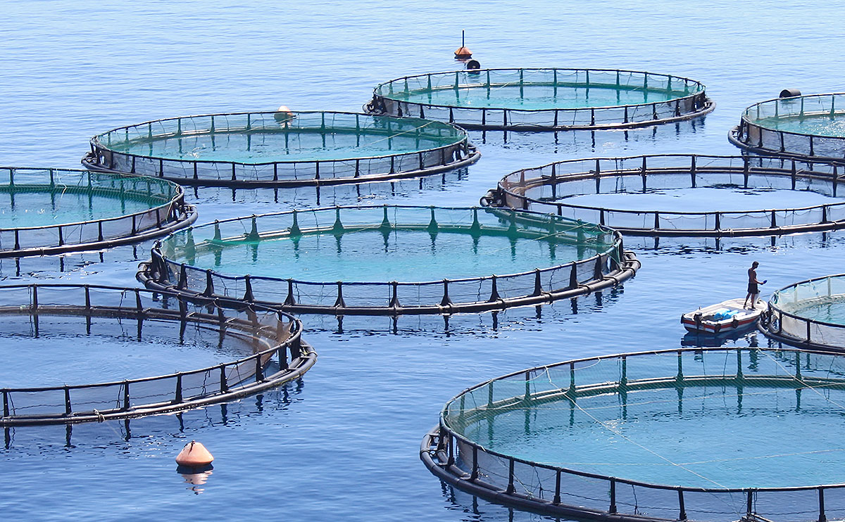 Fish farm'