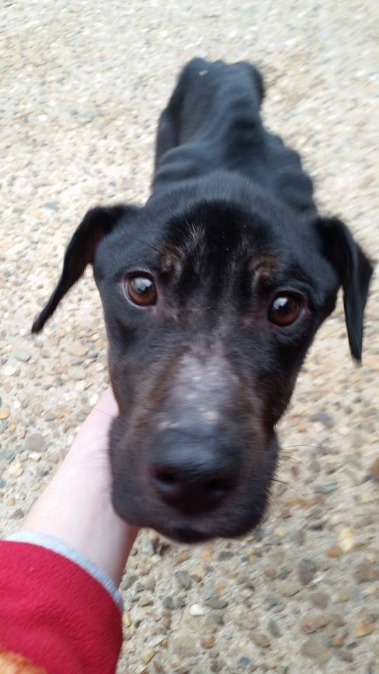 Charlie Bravo the day of her rescue.