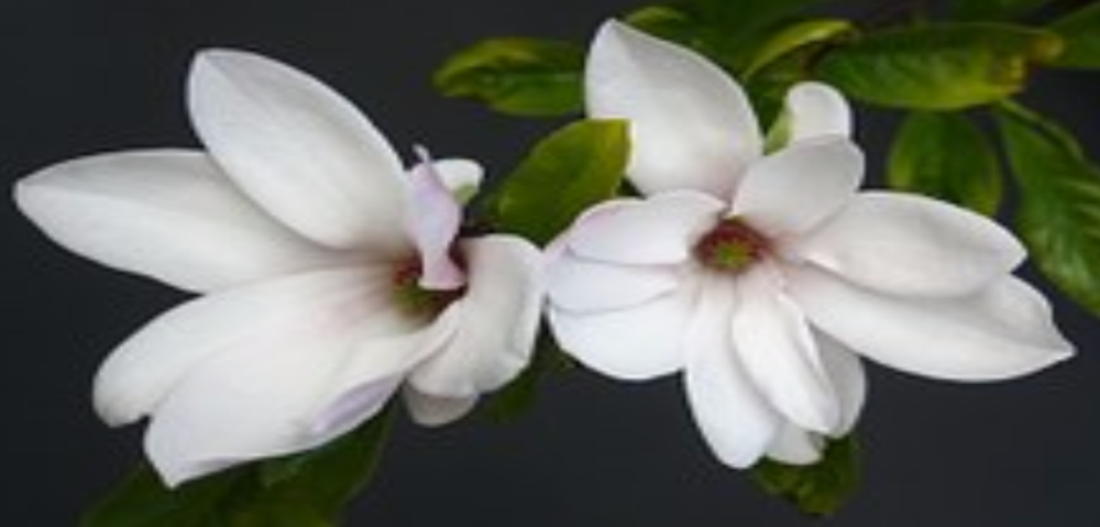 ElegantSouthernStyles.com Logo