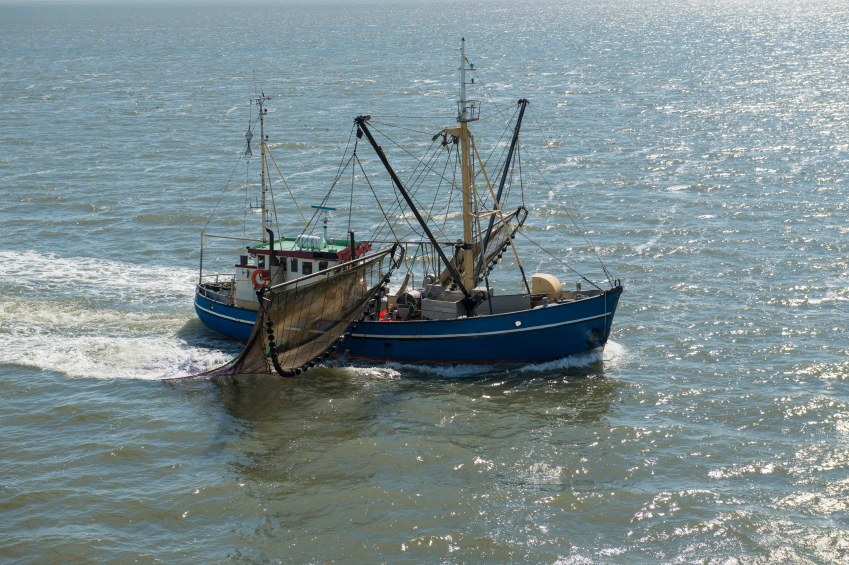 Shrimp Boat'