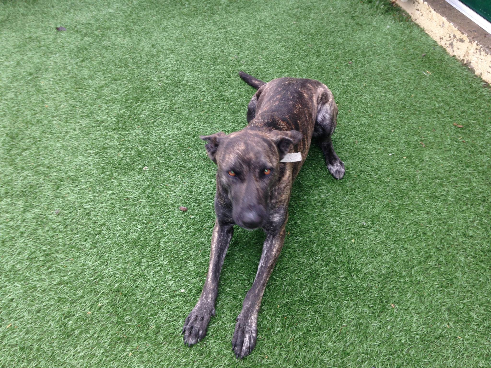 Pet Turf