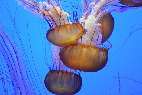 Jellyfish_aquarium'