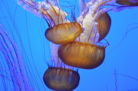Jellyfish_aquarium