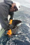 70 YEAR OLD FRED REALEASED HIS FIRST SAILFISH'