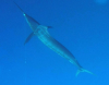 ANOTHER BLUE MARLIN RELEASE FOR GOOD DAY'